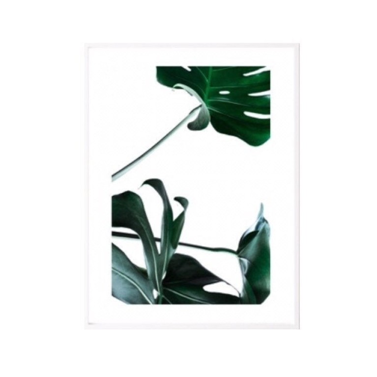 Monstera Deliciosa Poster