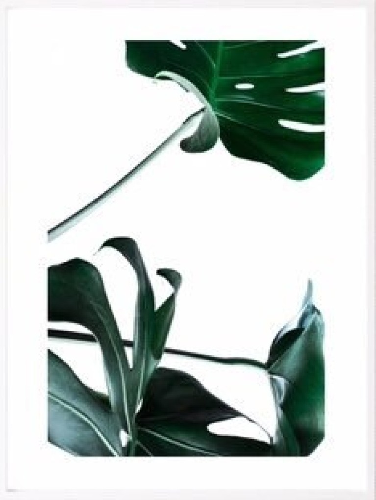 Monstera Deliciosa Poster