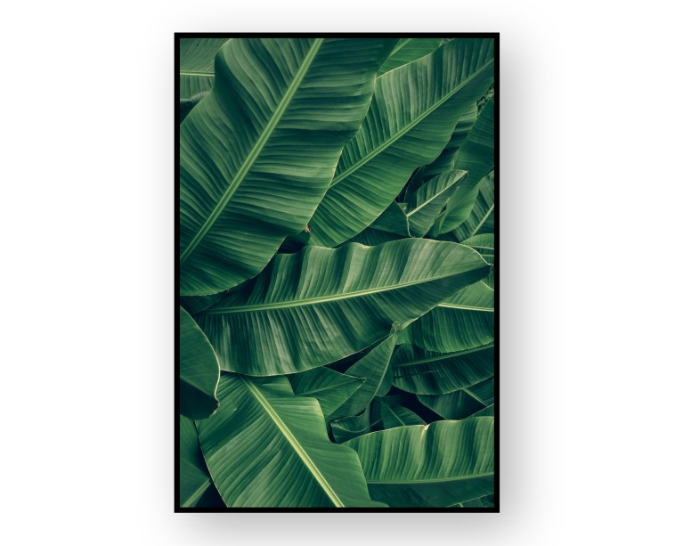 Tropical Banana Palm Poster