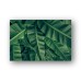  Banana Leaf Palm Poster