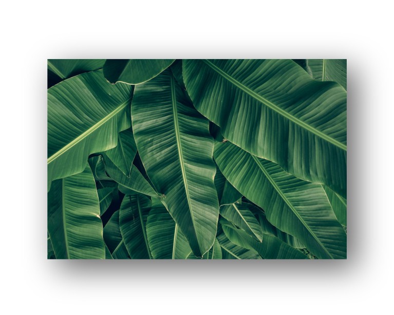  Banana Leaf Palm Poster