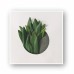 Succulent Plant Poster 