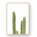 Prickly Cacti Plant Poster