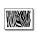 Zebra Animal Poster