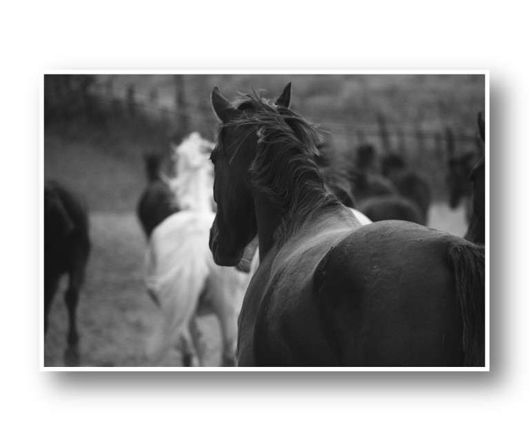 Icelandic Herd of Horses Poster