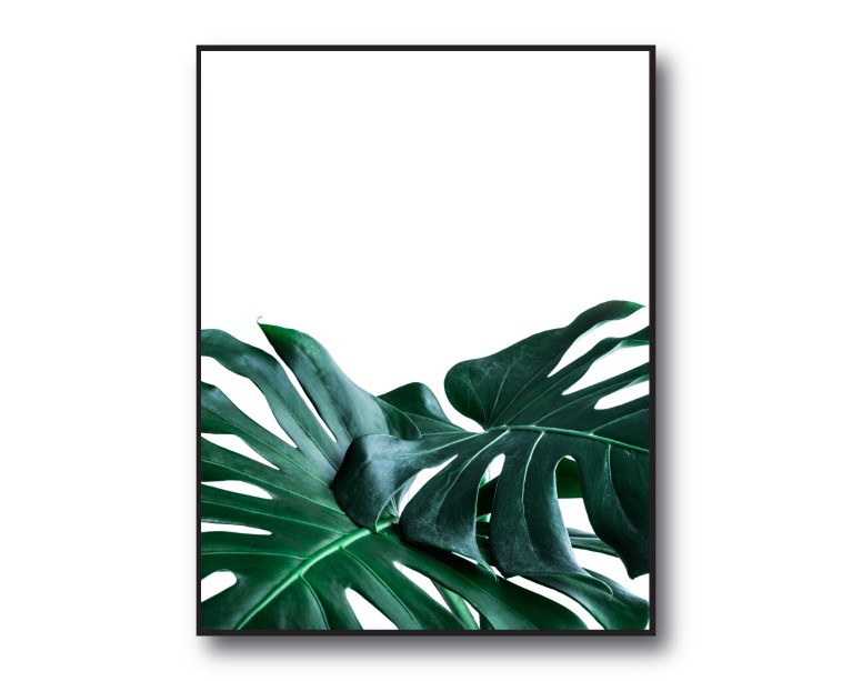 Monstera Deliciosa No.232 Poster