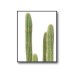 Prickly Cacti Plant Poster