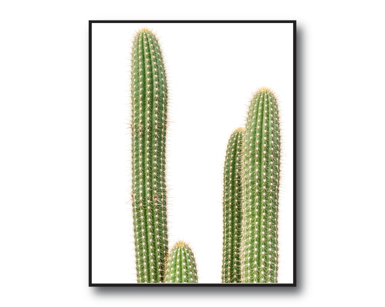 Prickly Cacti Plant Poster