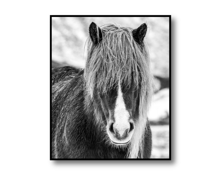 Icelandic Horse Poster