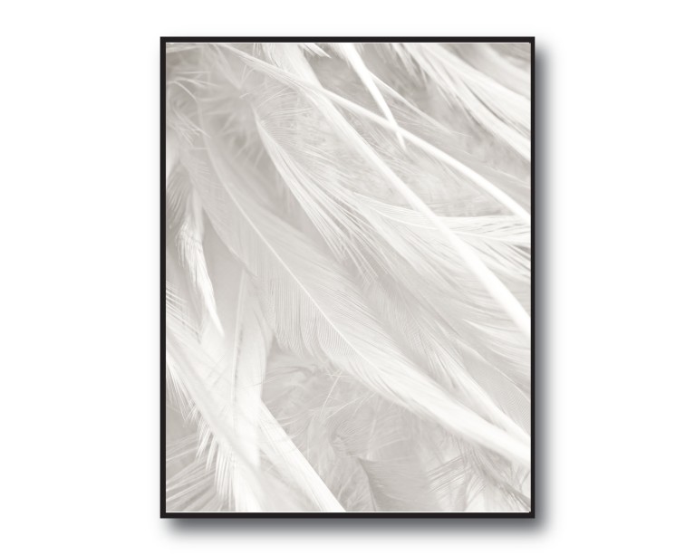 White Feathers Poster