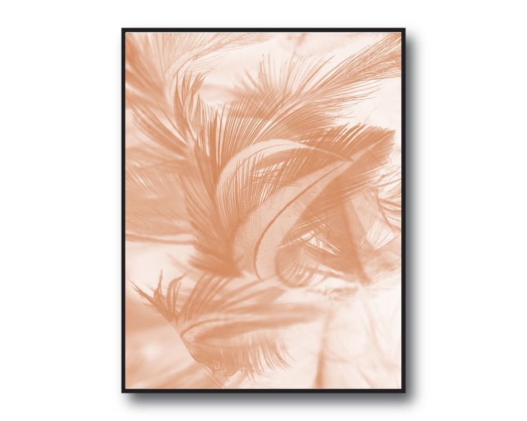 Coral Feathers Poster 