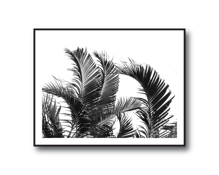 Monochrome Palm Poster