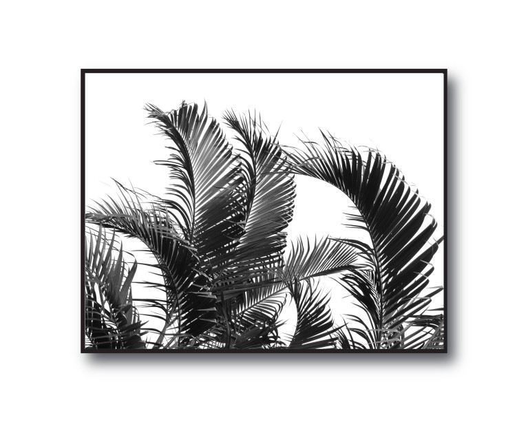 Monochrome Palm Poster