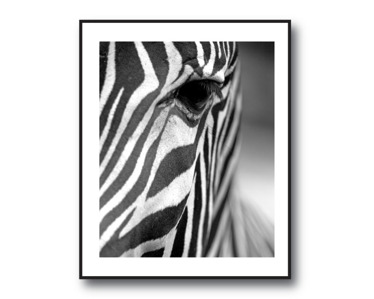 Mono Zebra Head Poster 