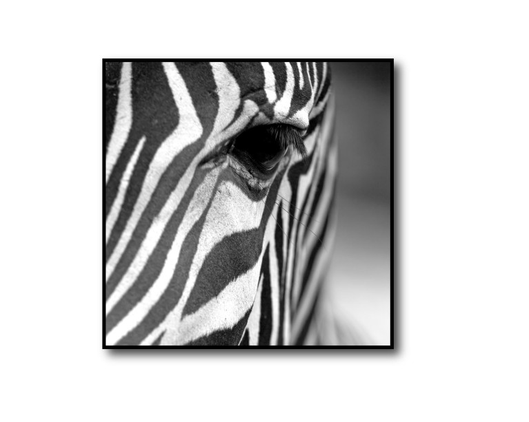 Mono Zebra Head Poster 