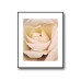 Rose Beige Flower Poster