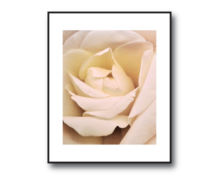 Rose Beige Flower Poster