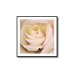 Rose Beige Flower Poster