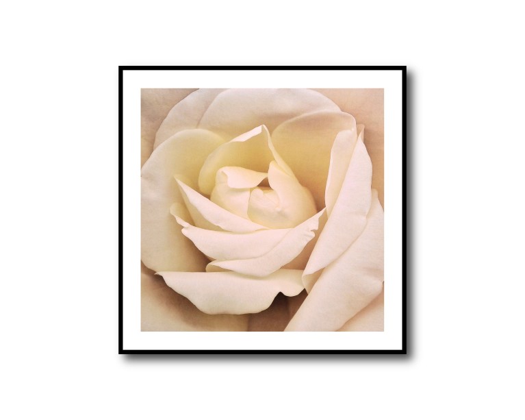 Rose Beige Flower Poster