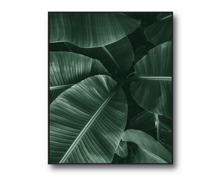 Tropical Banana Palm No.430 Poster