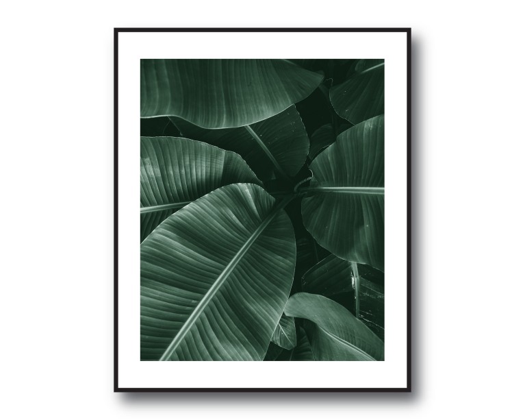 Tropical Banana Palm No.430 Poster