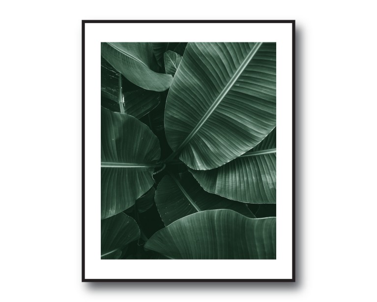 Tropical Banana Palm No.430 Poster