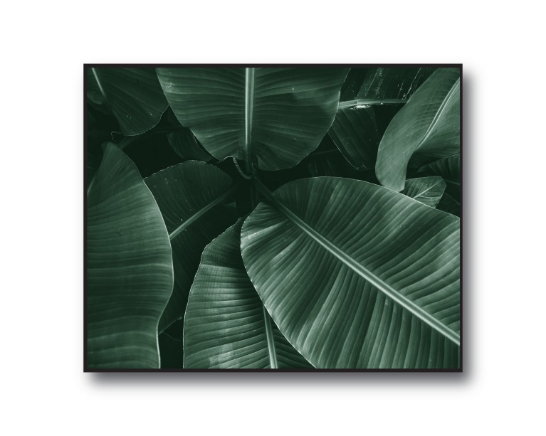 Tropical Banana Palm No.430 Poster