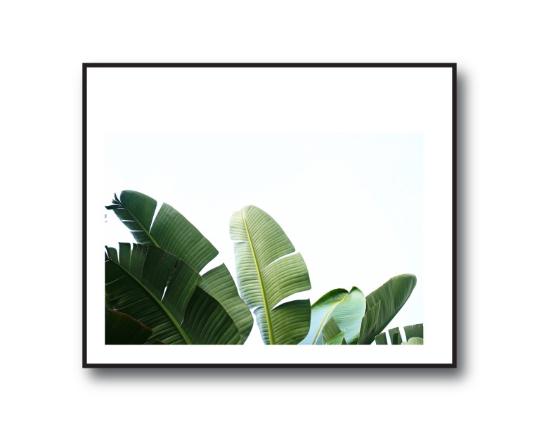 Tropical Banana Palm No.429 Poster