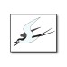 Flying Swallow Bird Poster 