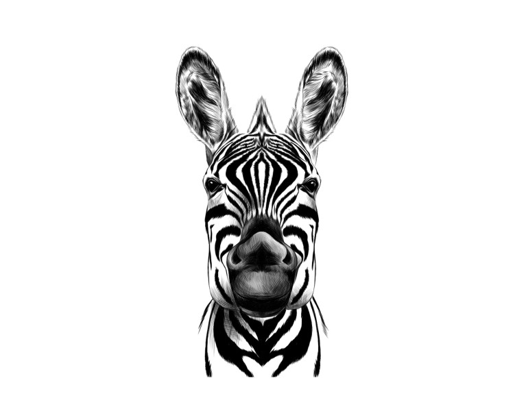 Mono Zebra Head Poster