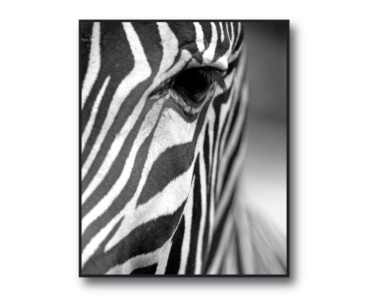 Mono Zebra Head Poster 