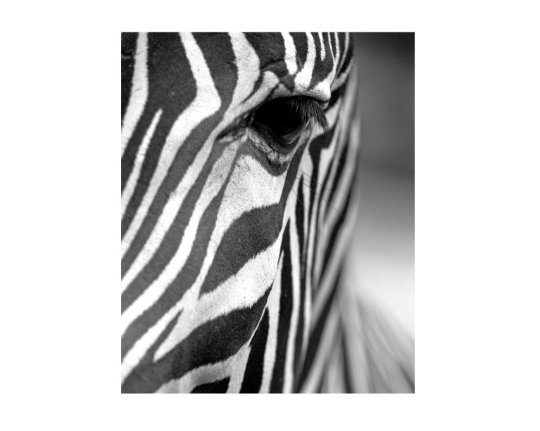 Mono Zebra Head Poster 