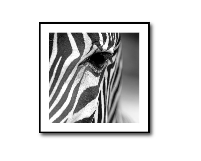 Mono Zebra Head Poster 