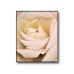 Rose Beige Flower Poster