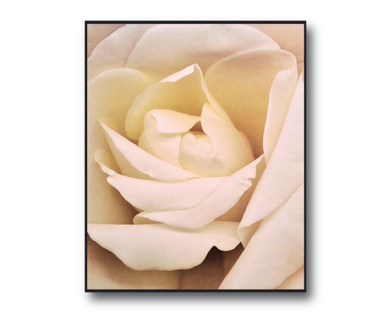 Rose Beige Flower Poster