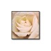 Rose Beige Flower Poster