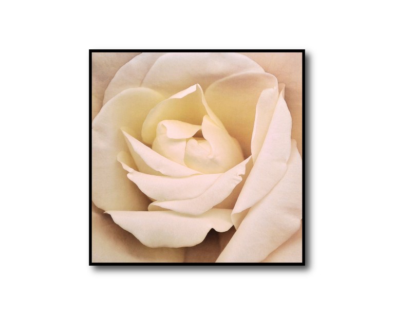 Rose Beige Flower Poster