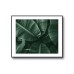 Tropical Banana Palm No.430 Poster