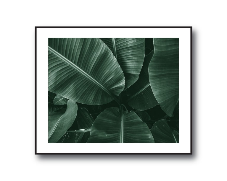 Tropical Banana Palm No.430 Poster