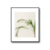 Tropical Palm Plant Poster